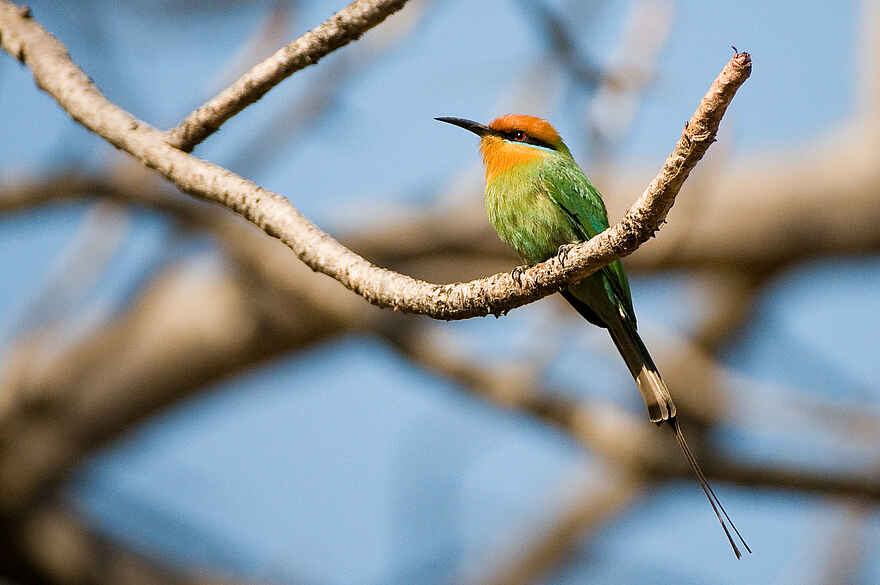 Pumulani Lodge: Little Bee-Eater Pumulani Lodge: Little Bee-Eater