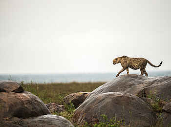 The Retreats at Namiri Plains Camp: Gepard unterwegs The Retreats at Namiri Plains Camp: Gepard unterwegs