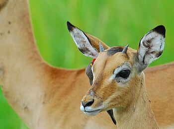 Robin Pope River Journeys: Impala-Böckchen mit Oxpecker