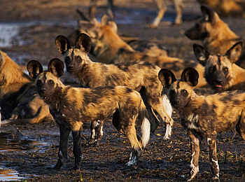 Selinda Explorers Camp: Wildhundrudel