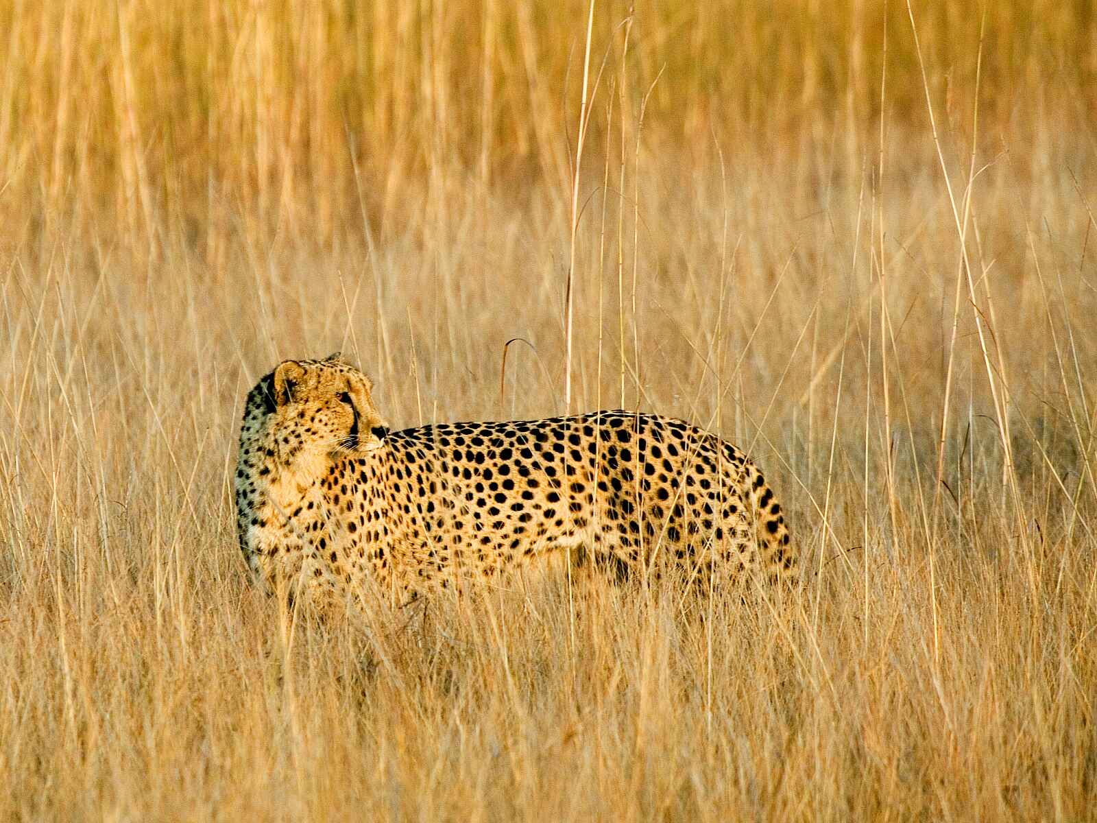 Shumba Camp: Gepard im Gras Shumba Camp: Gepard im Gras