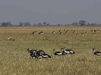 Shumba Camp: Kraniche Shumba Camp: Kraniche