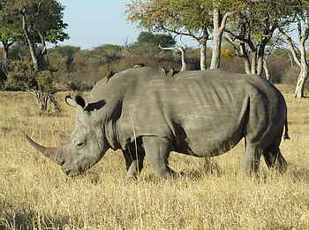 The Hide: Breitmaulnashorn The Hide: Breitmaulnashorn