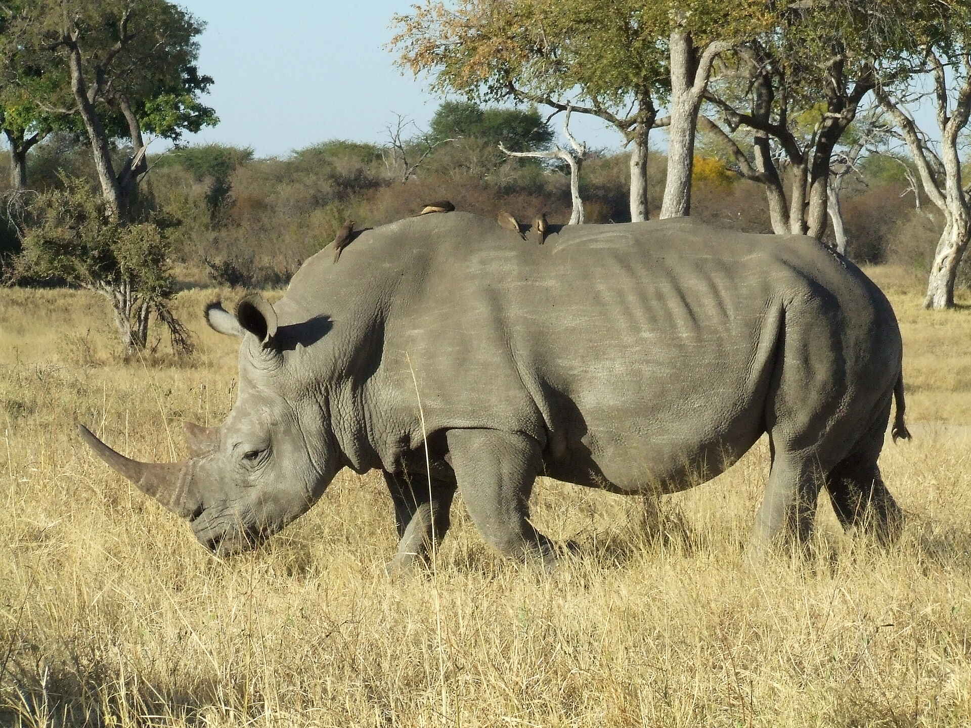 The Hide: Breitmaulnashorn