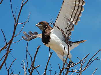 Bushman Plains Camp: Black Chested Snake Eagle Bushman Plains Camp: Black Chested Snake Eagle