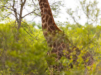 Cheetah Plains: Im Ausguck Cheetah Plains: Im Ausguck