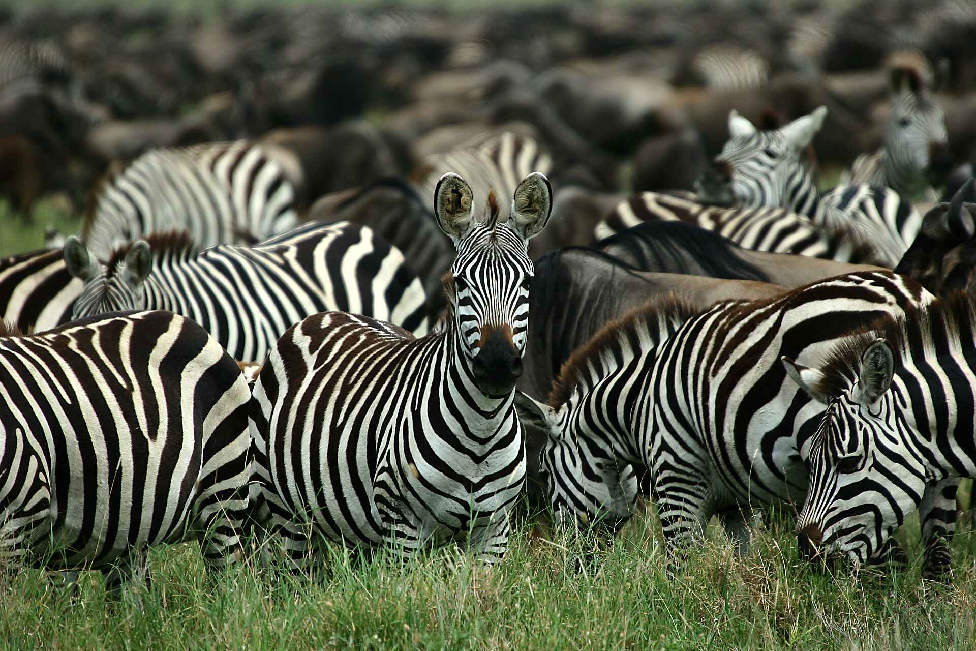 Legendary Serengeti Camp: Zebra Herde