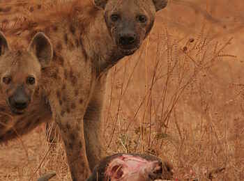 Little Vundu Camp: Hyänen mit Büffelschädel Little Vundu Camp: Hyänen mit Büffelschädel