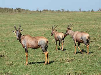 Mara Nyika Camp: Topis