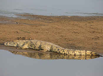 Nkonzi Bush Camp: Krokodil Nkonzi Bush Camp: Krokodil
