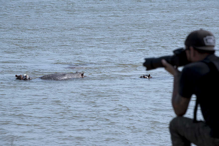 Nyamatusi Camp: Nilpferde Nyamatusi Camp: Nilpferde