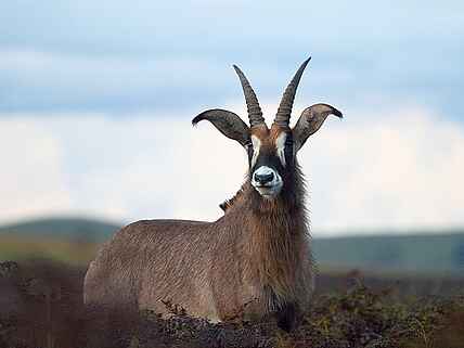 Chelinda Lodge, Malawi, Nyika Plateau, Nyika National Park, Hippotragus equinus, Pferdeantilope, afrikarma, afrikarma.de, Wilderness Safaris