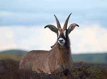 Chelinda Lodge: Portrait einer Pferdeantilope