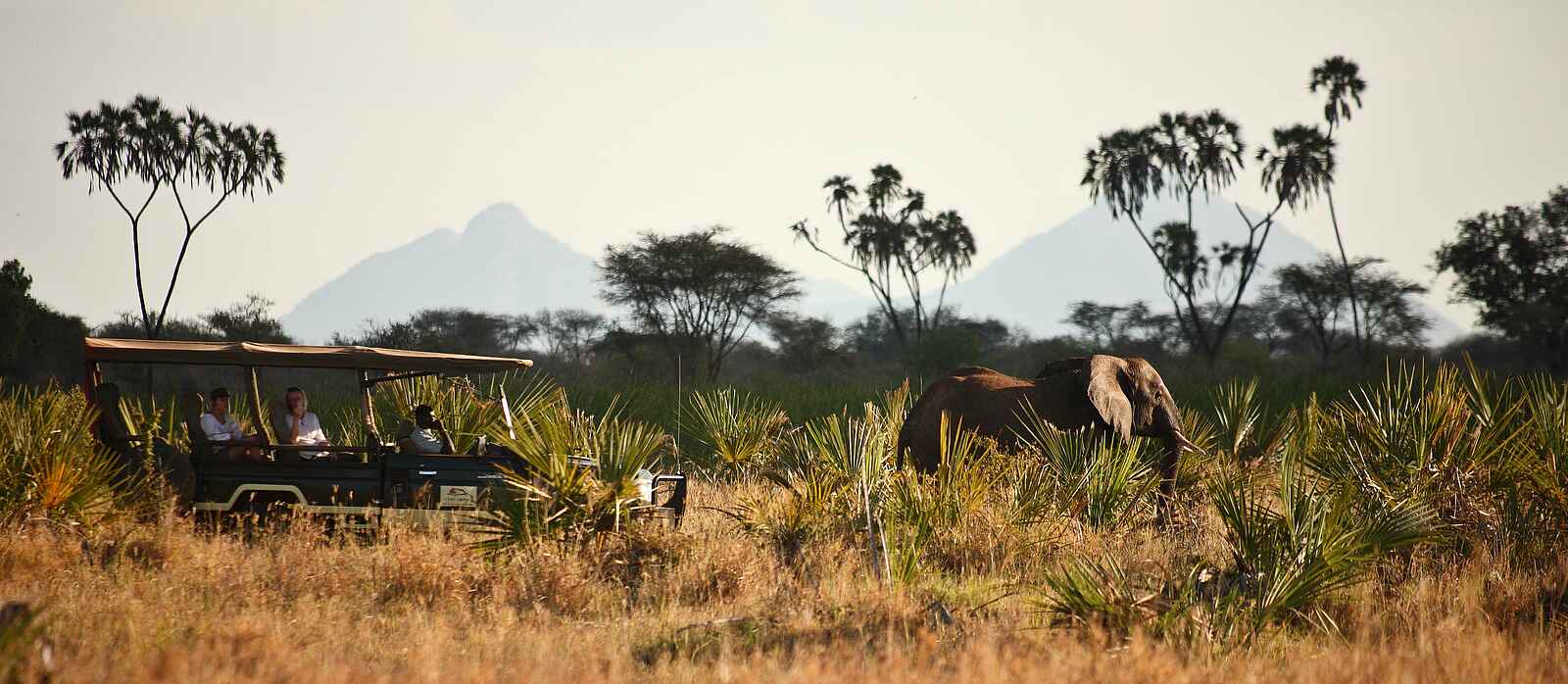 Elsa's Kopje: Pirschfahrt mit Elefant Elsa's Kopje: Pirschfahrt mit Elefant