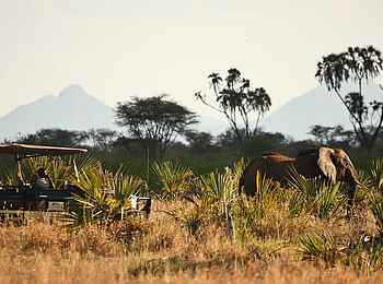 Elsa's Kopje: Pirschfahrt mit Elefant Elsa's Kopje: Pirschfahrt mit Elefant