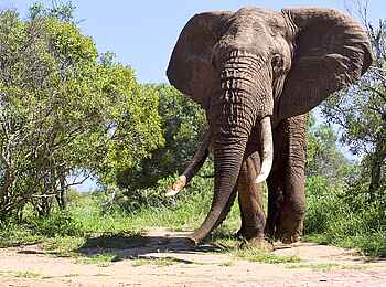 Kambaku River Sands: Ein Elefant aus nächster Nähe Kambaku River Sands: Ein Elefant aus nächster Nähe