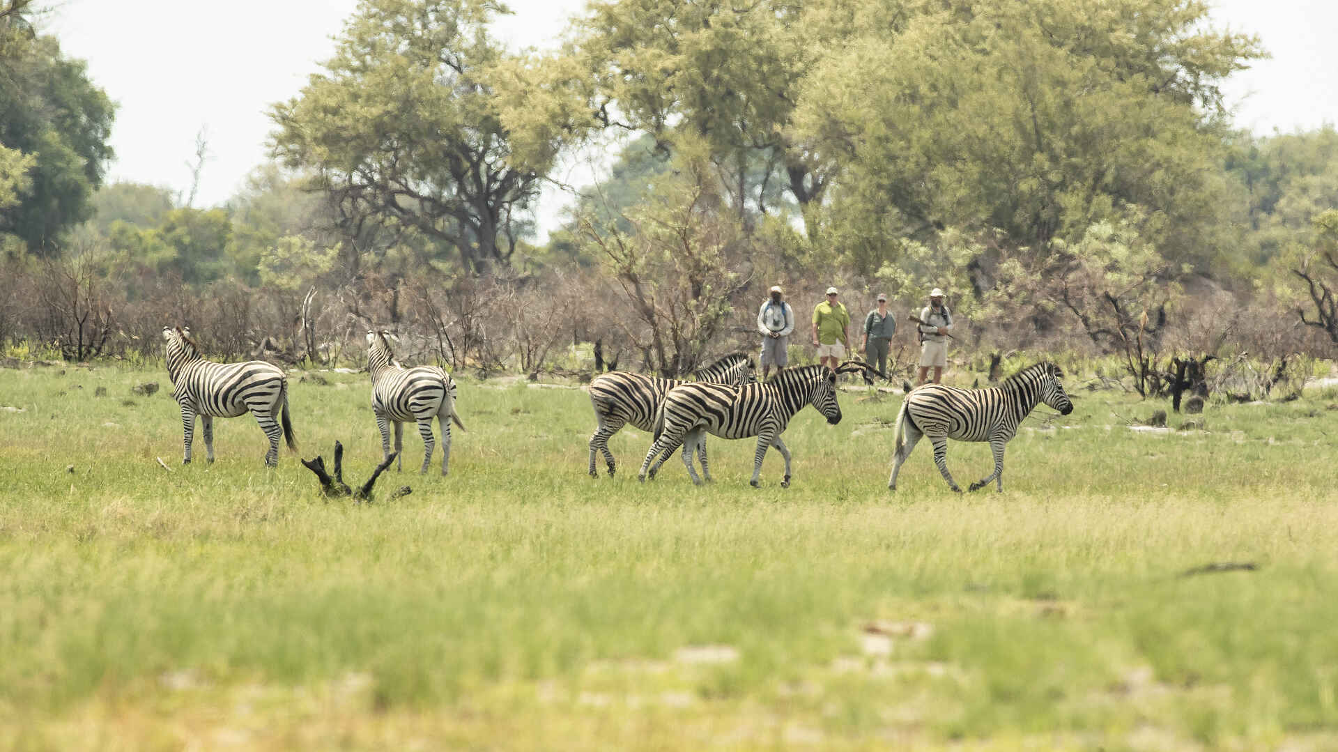 Kweene River Camp: Zebraherde auf Wandersafari entdecken Kweene River Camp: Zebraherde auf Wandersafari entdecken
