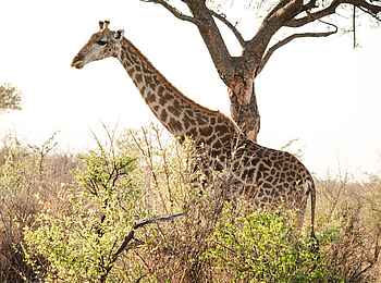 Last Word Madikwe Lodge: Giraffe