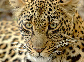 Leopard Lodge: Leoparden-Portrait