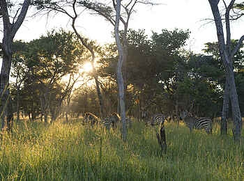 Lilayi: Zebras und Morgensonne Lilayi: Zebras und Morgensonne