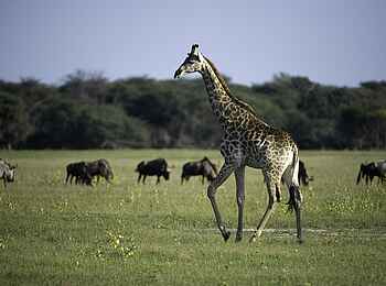 Little Makalolo Camp: Giraffe Little Makalolo Camp: Giraffe