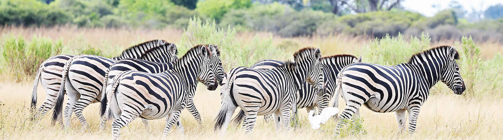 Little Sable Camp: Zebraherde Little Sable Camp: Zebraherde