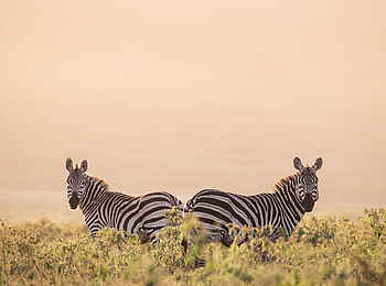 Loldia House: Zwei Zebras