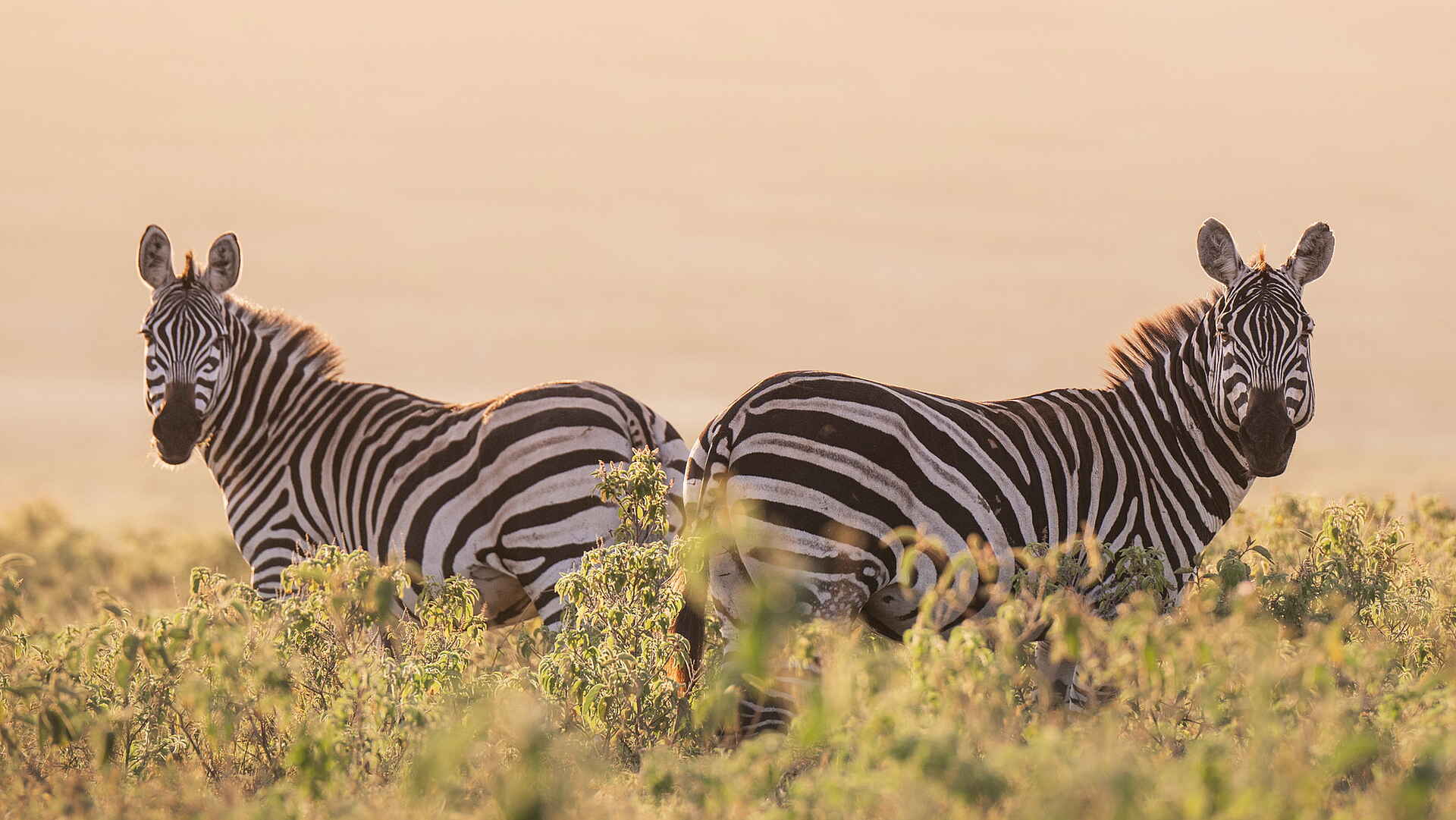 Loldia House: Zwei Zebras Loldia House: Zwei Zebras