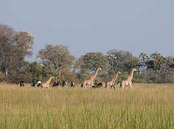 Macatoo Camp: Giraffen zum Greifen nah