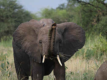 Manyara Ranch: Elefant Manyara Ranch: Elefant