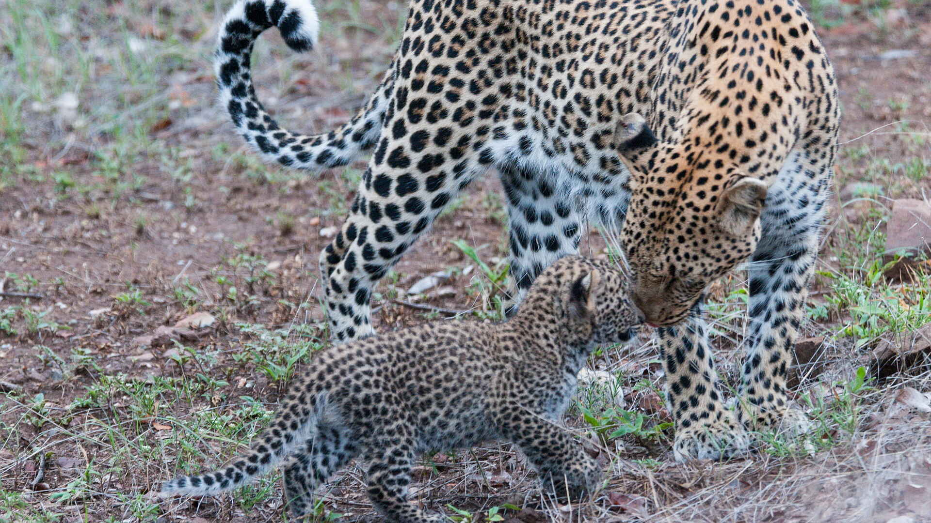 Mashatu Euphorbia Villas: Leopardin mit Baby