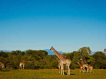 Motswari Game Lodge: Giraffenfamilie
