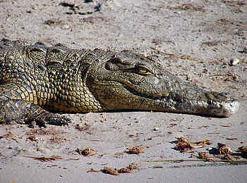 Muchenje Safari Lodge: Krokodil