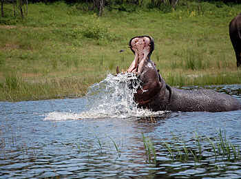 Muchenje Safari Lodge: Nilpferdrachen