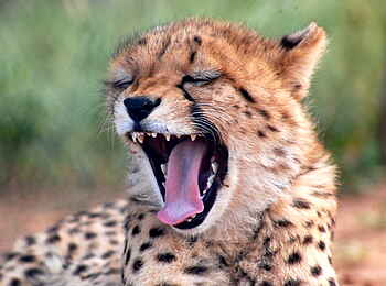 Naankuse Lodge: Ayla gähnt Naankuse Lodge: Ayla gähnt