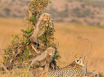 Ngare Serian Camp: Gepardenfamilie