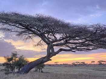 The Retreats at Namiri Plains Camp: Dämmerung The Retreats at Namiri Plains Camp: Dämmerung