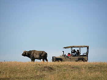 Saruni Mara Camp: Büffel