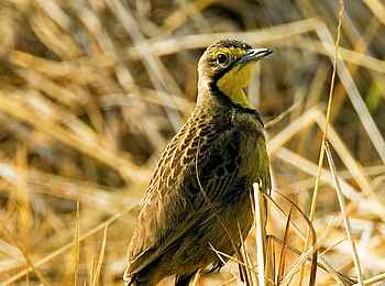 Shumba Camp: Fülleborn´s Longclaw Shumba Camp: Fülleborn´s Longclaw