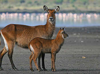 Sleeping Warrior Lodge: Zu Gast in der Wildnis Kenias Sleeping Warrior Lodge: Zu Gast in der Wildnis Kenias