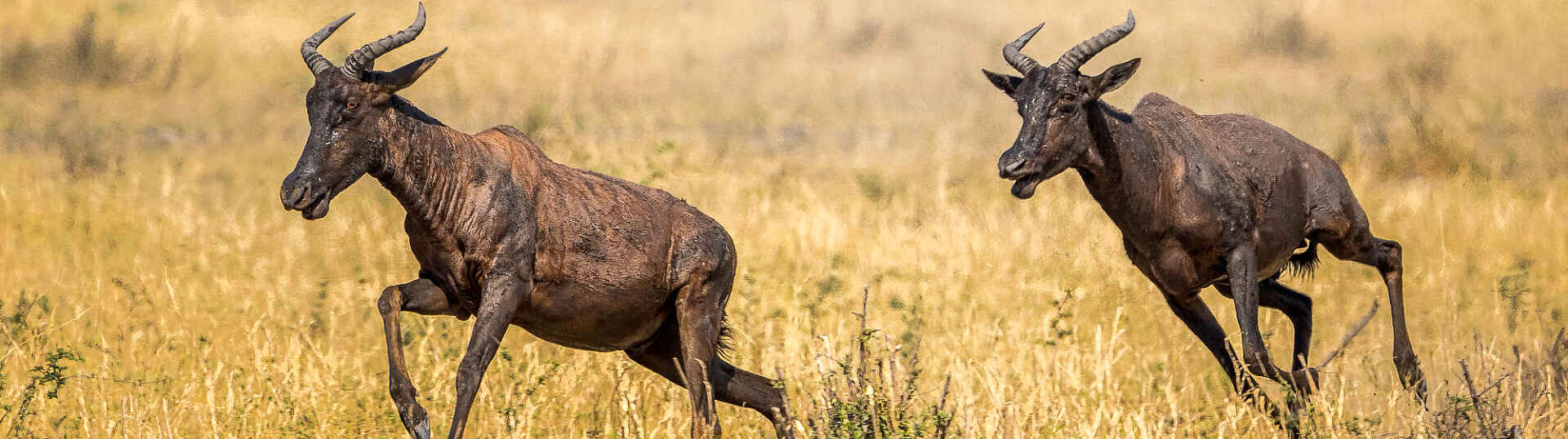 Tsessebes in der Savanne