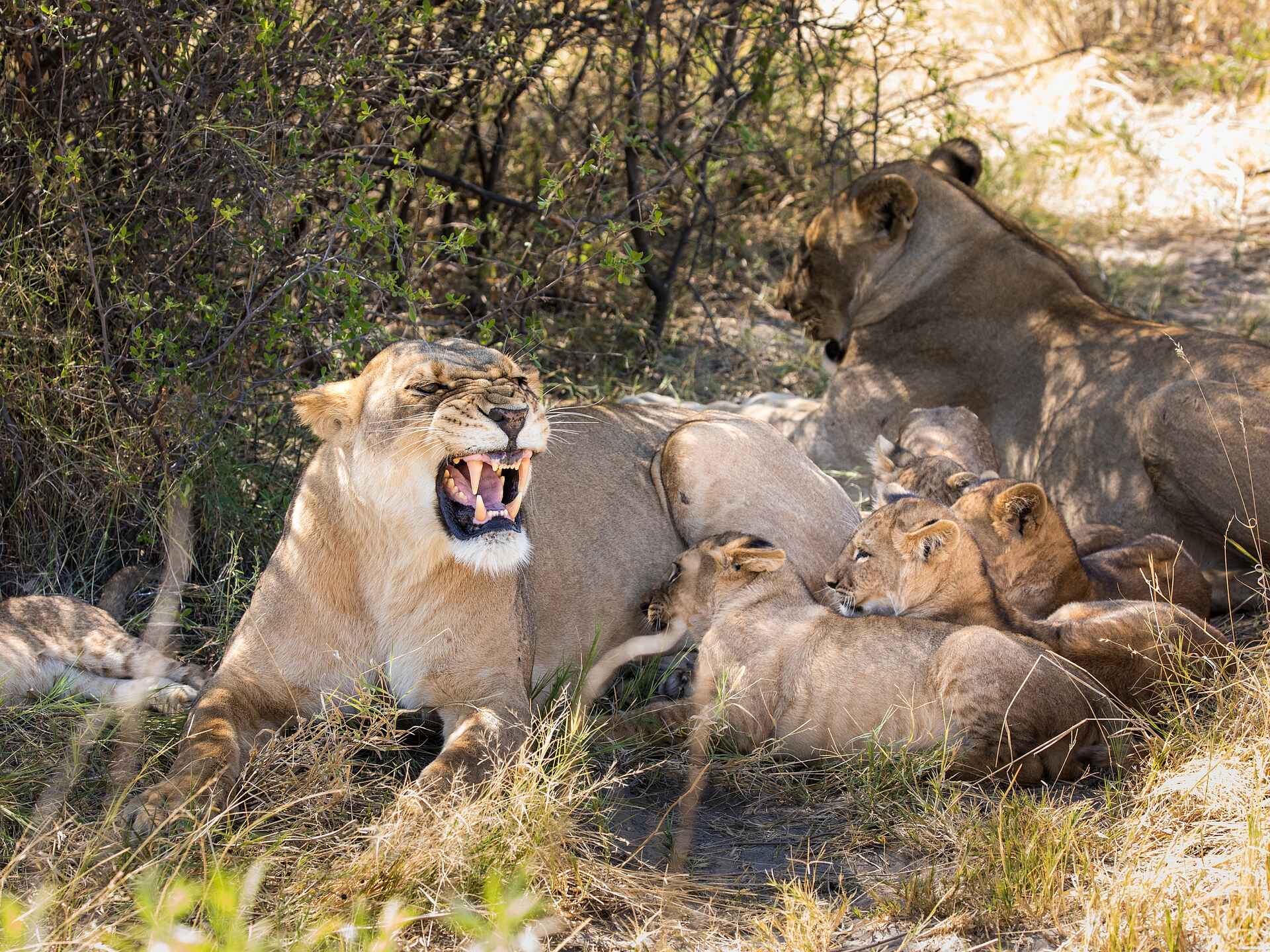 Zarafa Camp: Löwin mit Jungen Zarafa Camp: Löwin mit Jungen