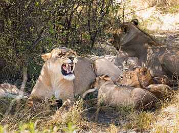 Zarafa Camp: Löwin mit Jungen