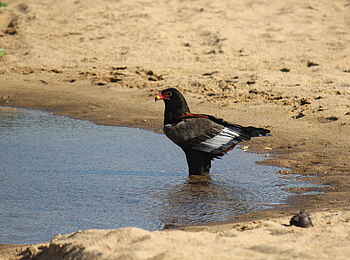 Chilo Ivory Trail Adventure: Bateleur Eagle