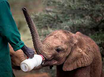 Giraffe Manor: Babyelefant Fütterung Giraffe Manor: Babyelefant Fütterung