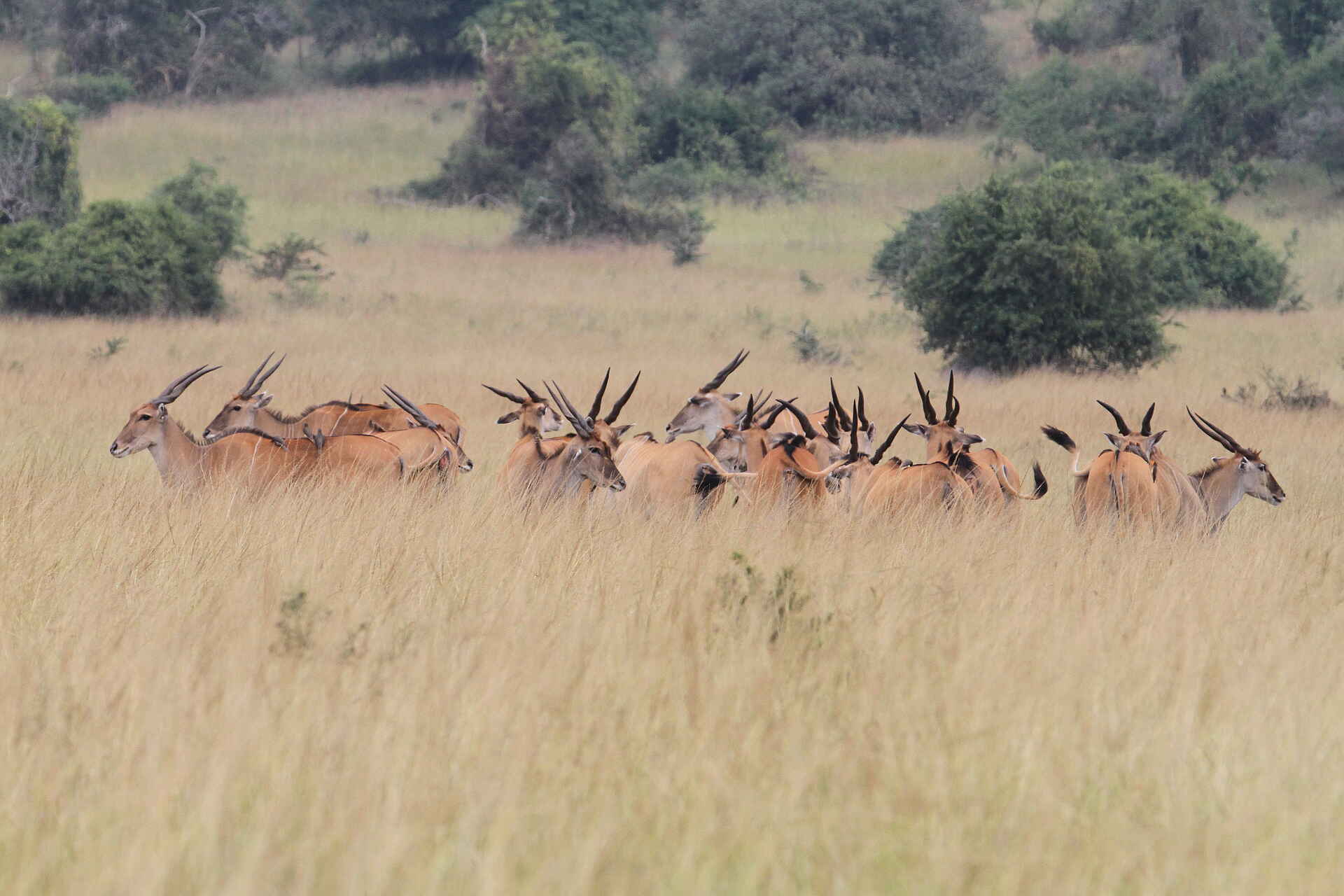 Ruzizi Tented Lodge: Elanantilopen Ruzizi Tented Lodge: Elanantilopen