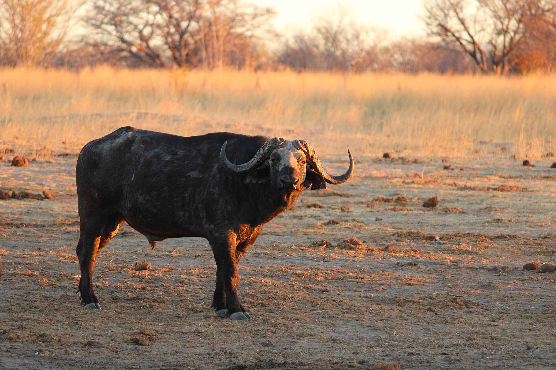 africa, afrika, afrikarma, all inclusive, ansehen, ashley brookstein, authentisch, beratung, big 5, big five, bilder, buchen, buchung, büffel, Camp Hwange, david carson, dwarf goose pan, elefanten, famila, fly and transfer, gallerie, geführte buschwanderung, guided walks, hwange, hwange camp, hwange national park, hwange-nationalpark, images, information, informieren, julian brookstein, kinder, leopard, löwe, masuna, masuna-wasserloch, mopane pan, nachhaltigkeit, nachtpirschfahrt, nashorn, nashörner, pictures, pirschfahrt, pirschfahrten, privatkonzession, privatprivate concession, reise, reisen, reiseveranstalter, safari, safaris, selbstfahrer, shumba pan, simbabwe, sinamatella, Sinamatella region, sinamatella-region, solar, solarenergie, southern africa, südafrika, südliches afrika, urlaub, vollpension, wasserloch, www.afrikarma.de, zimbabwe, afrikanischer büffel, fauna, großwild, kaffernbüffel, pflanzenfresser, säuger, säugetiere, tiere