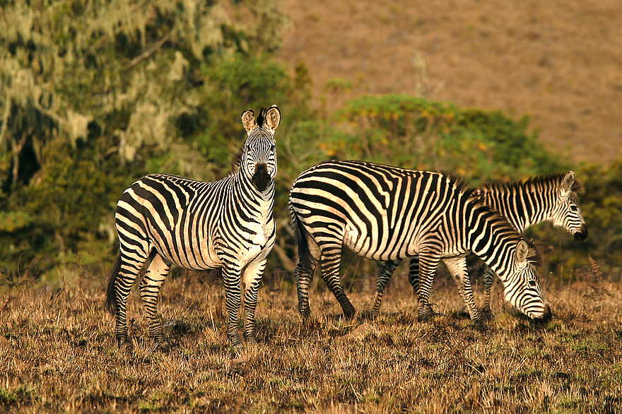 Chelinda Lodge: Crawshay's Zebra Chelinda Lodge: Crawshay's Zebra