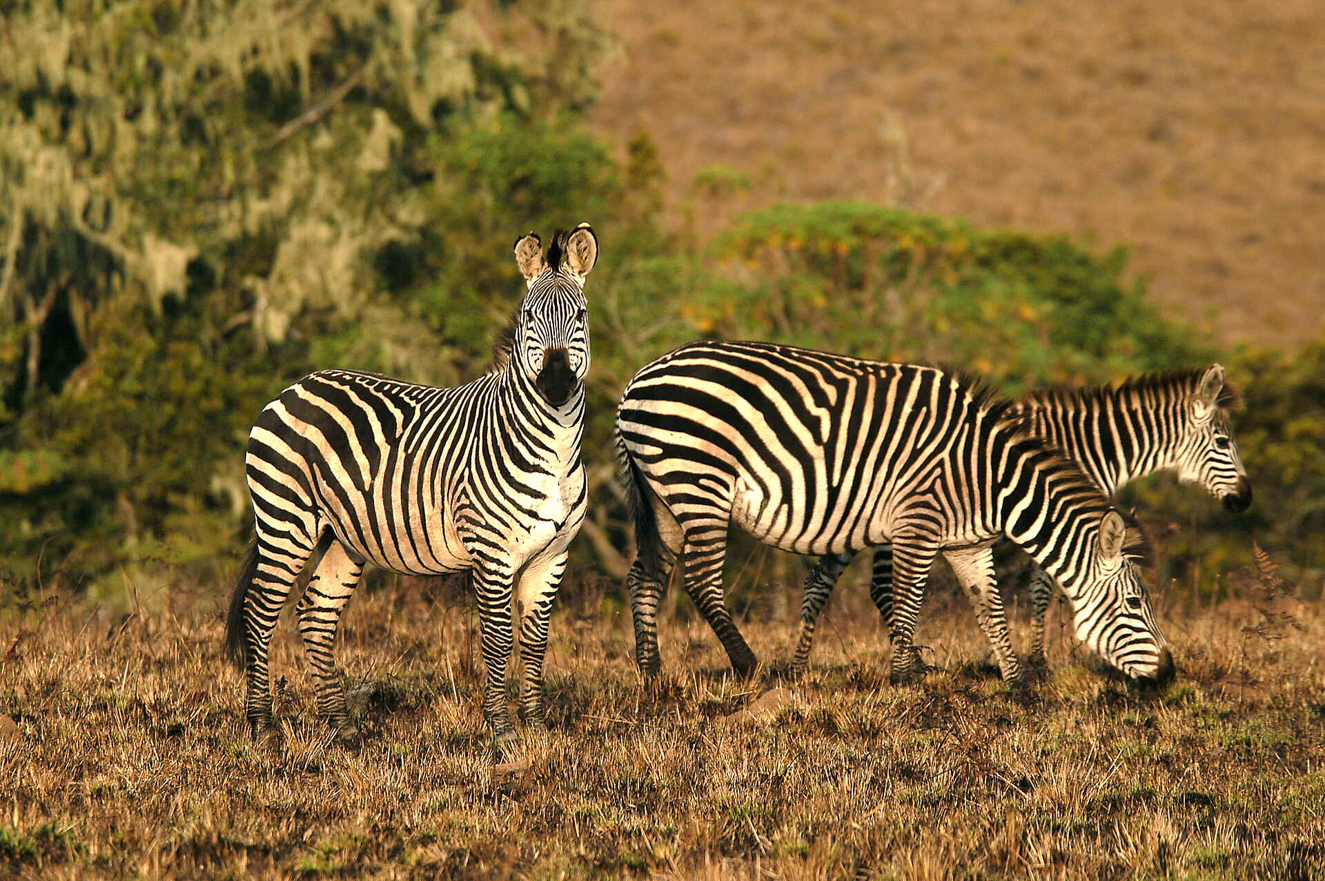 Chelinda Lodge: Crawshay's Zebra