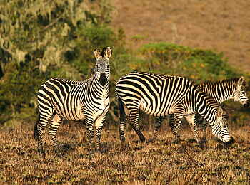 Chelinda Lodge: Crawshay's Zebra